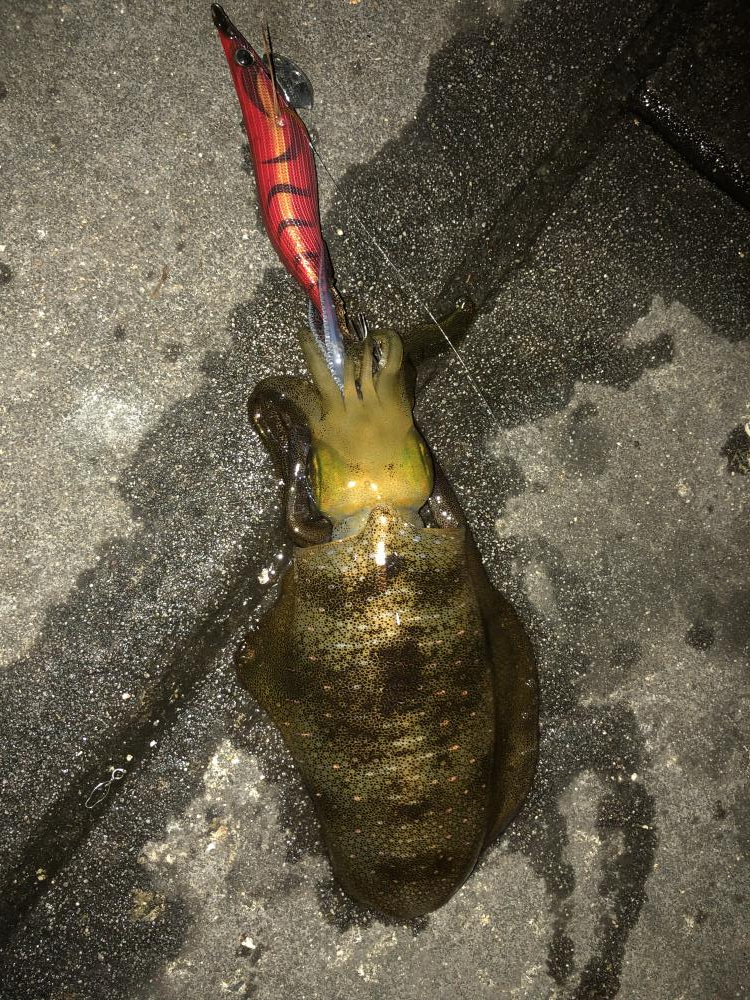 時合いは30分！