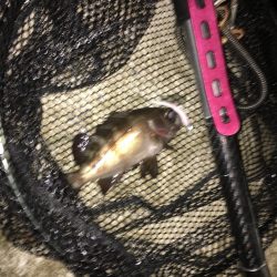 アジング 豆アジ小アジ