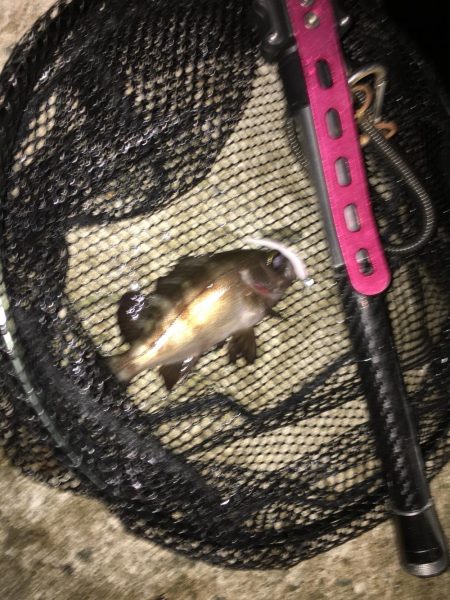 アジング 豆アジ小アジ