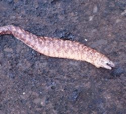 海が大荒で波でぐしょぐしょ