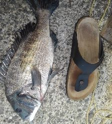 サビキでGET！！