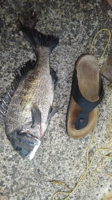 サビキでGET！！