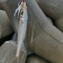 渋いが青物釣れます
