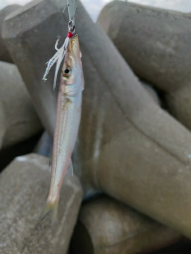 渋いが青物釣れます