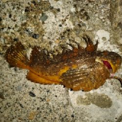 珍しくオニオコゼ