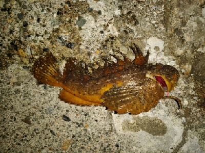 珍しくオニオコゼ