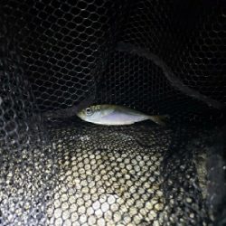 アジをもとめて