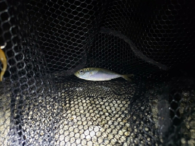 アジをもとめて