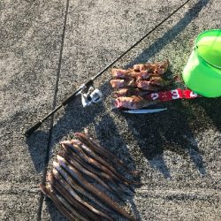 夜釣りの五目釣り