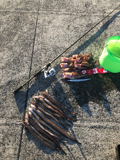 夜釣りの五目釣り