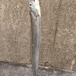 ショアタチウオ