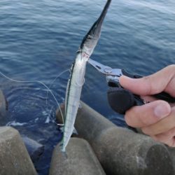 青物含め3目ヒット