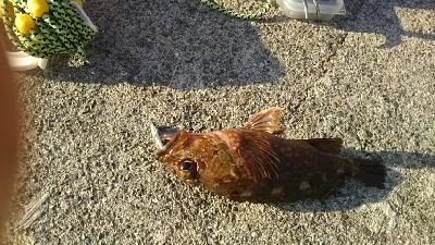 またもや穴釣り熱再来