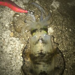 大きくなってきました