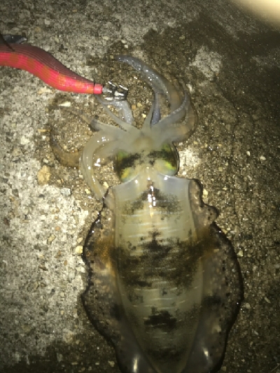 大きくなってきました