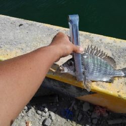 9/16釣果。チヌデカアジキス