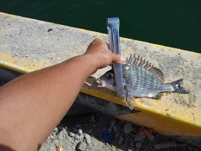 9/16釣果。チヌデカアジキス