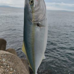 珍しくカンパチも