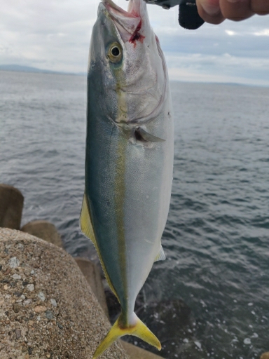 珍しくカンパチも