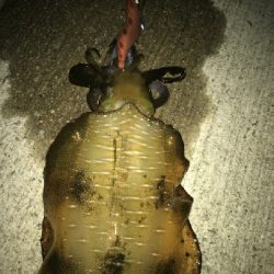 デカいの釣れた!