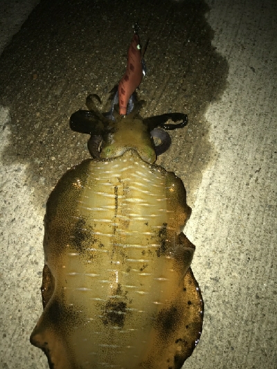 デカいの釣れた!