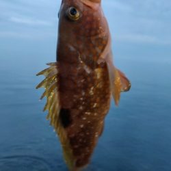 ヒラメとキジハタ