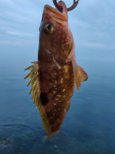 ヒラメとキジハタ