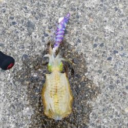 雨の日エギング