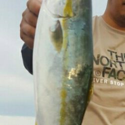 初めての場所で青物連発