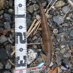 噂のオモック初釣果‼️