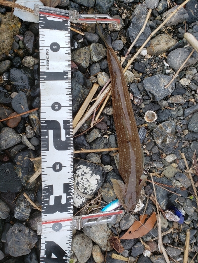 噂のオモック初釣果‼️