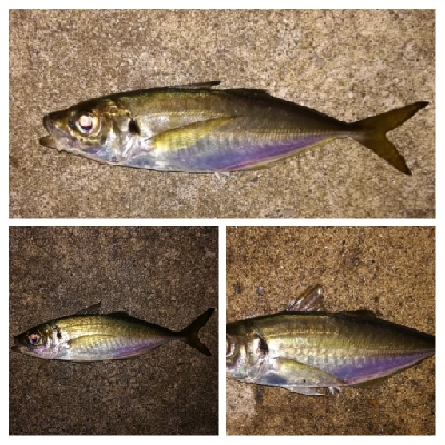 アジンガー1840〜1923