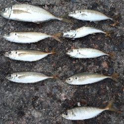 遠投カゴ釣りで良型アジ爆釣‼️