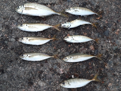 遠投カゴ釣りで良型アジ爆釣‼…