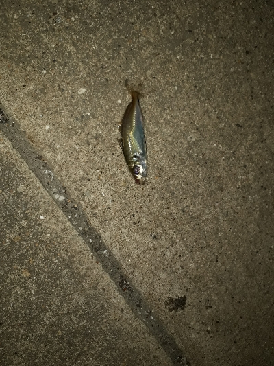 狙いと違うけど