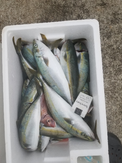 明石タイラバとジギング