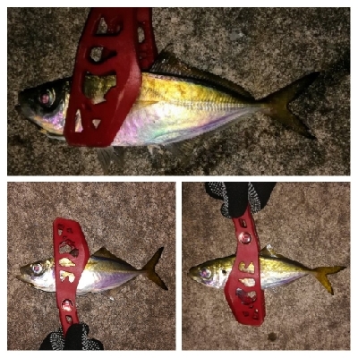 アジンガー1805〜1859