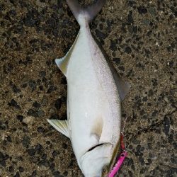 タコが釣りたい…