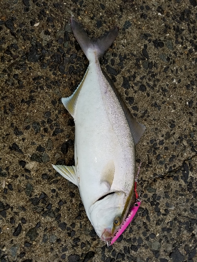 タコが釣りたい…