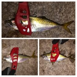 アジンガー1810〜1852