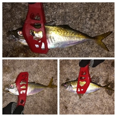 アジンガー1810〜1852