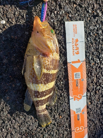 今シーズン初舞鶴！