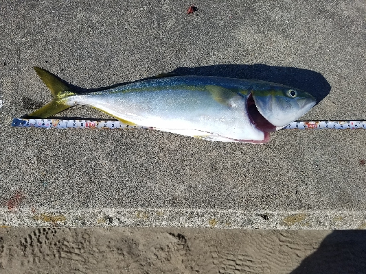タチウオからの青物