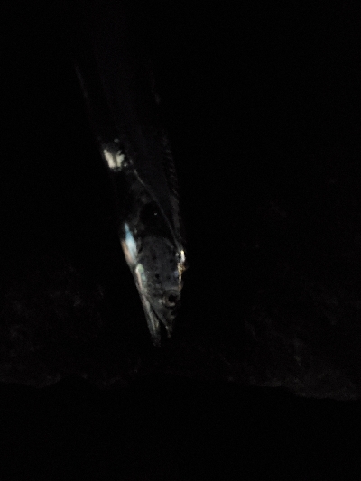 ワインドからのエビ撒き釣り