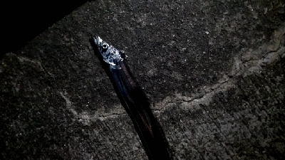 サイズも小さく渋い