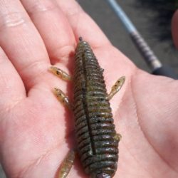 和歌山県紀の川釣行