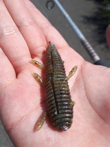 和歌山県紀の川釣行