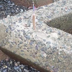 久しぶりのサゴシ