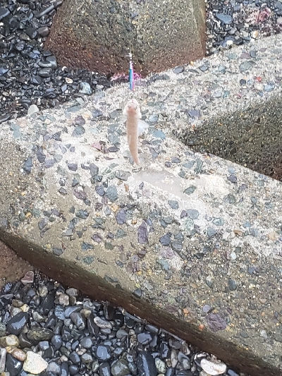 久しぶりのサゴシ