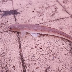 今日も小さいやつ